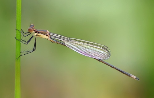 Male, teneral
2012_05_04_Chesterfield_SC